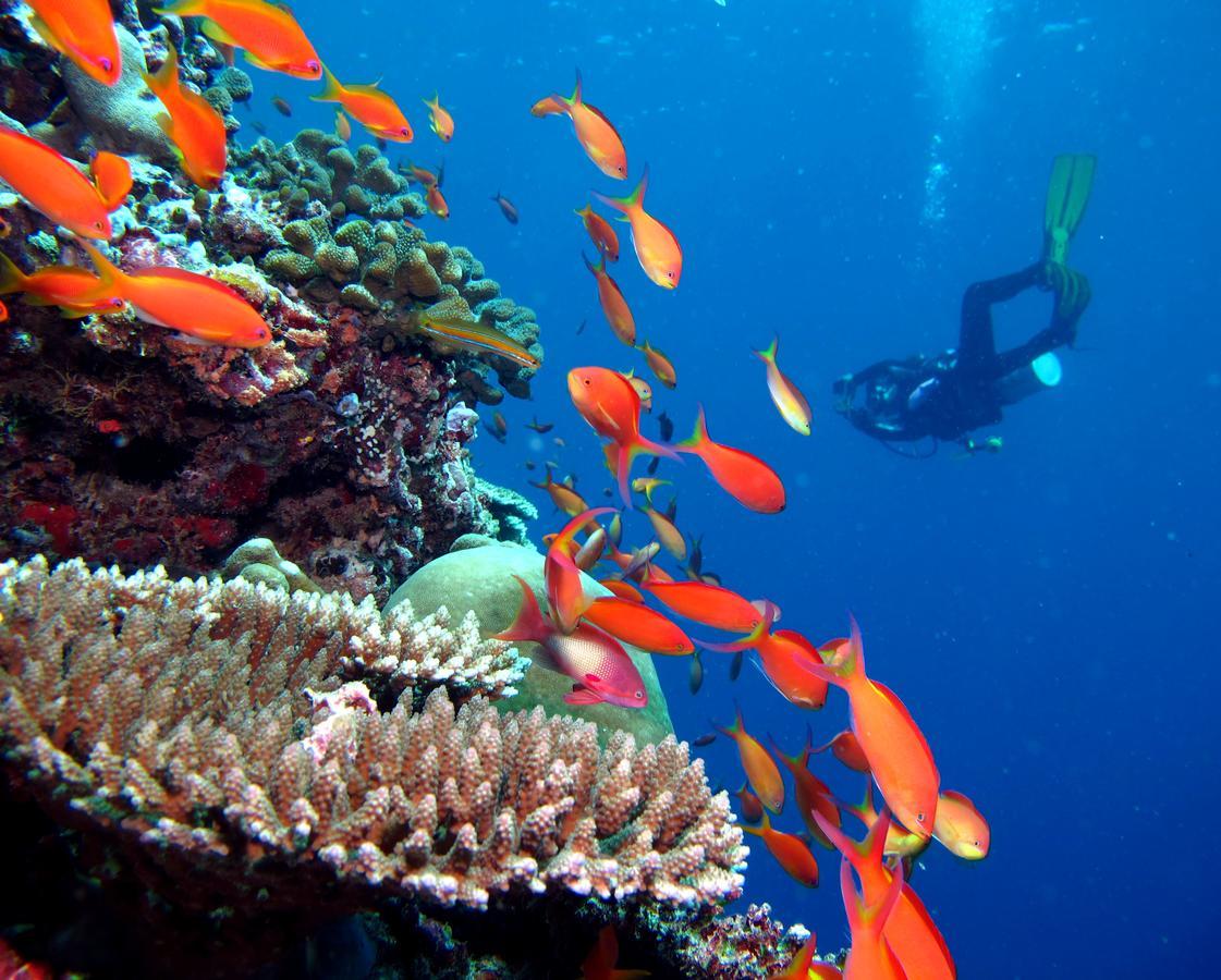 Kandima Maldives Kudahuvadhoo Exteriör bild A diver with a camera